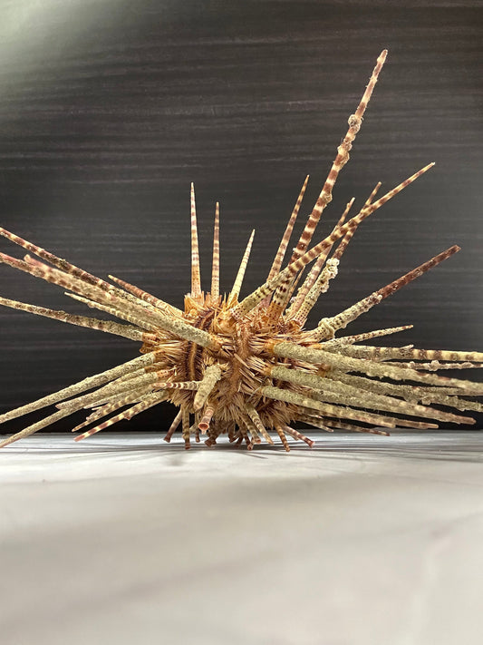 Vintage Zebra Sea Urchin Shell with Spines – 9"