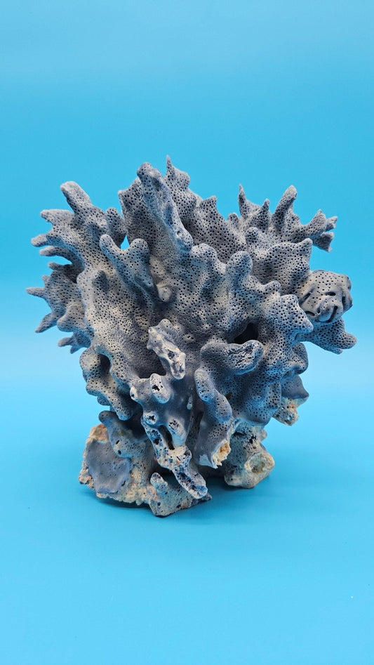 Blue Ridge Coral Specimen – Heliopora coerulea
