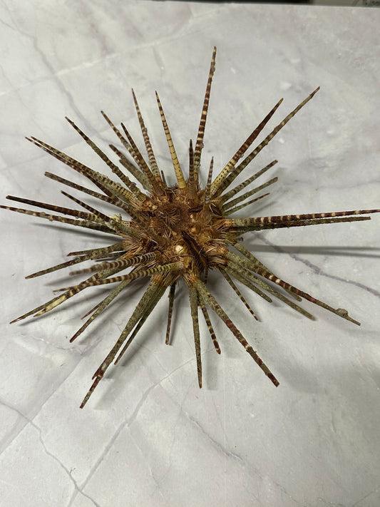 Vintage Zebra Sea Urchin Shell with Spines – 9"
