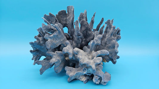Blue Ridge Coral Specimen – Heliopora coerulea