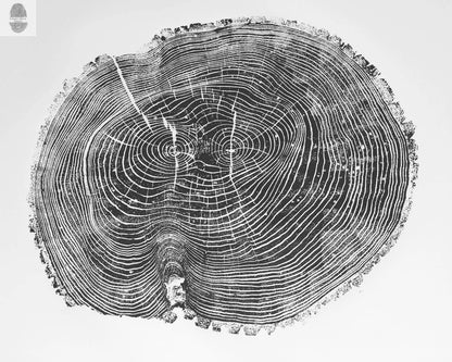 Ohio Ash Tree Ring Print ;Signed Original