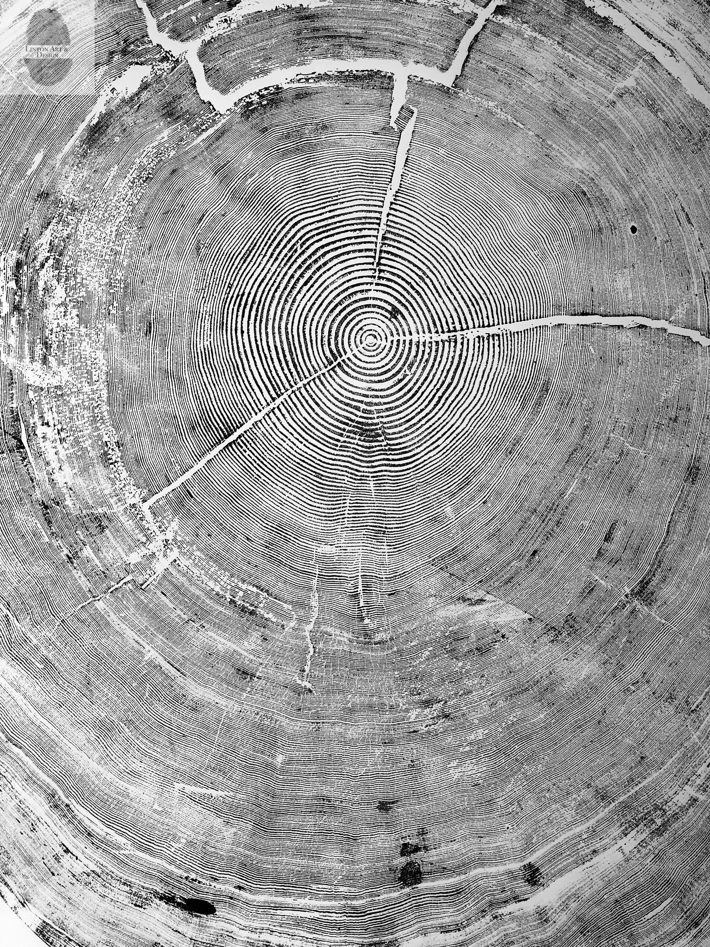 372-Year-Old Sitka Spruce Tree Ring Print Set