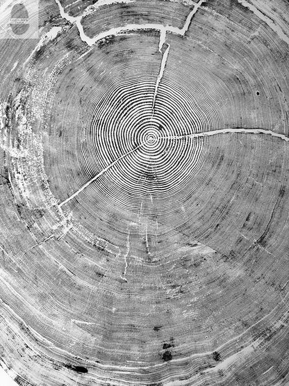 372-Year-Old Sitka Spruce Tree Ring Print Set